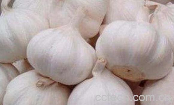 蒜头怎么吃杀菌效果好 蒜头怎么吃功效好-0