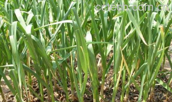 蒜苗怎么种 蒜苗的种植方法-1
