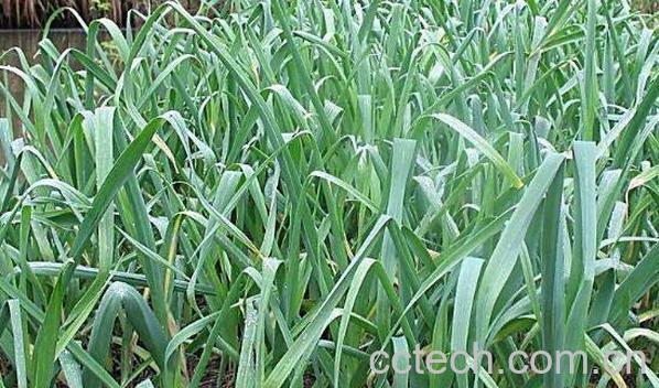 蒜苗怎么种 蒜苗的种植方法-0