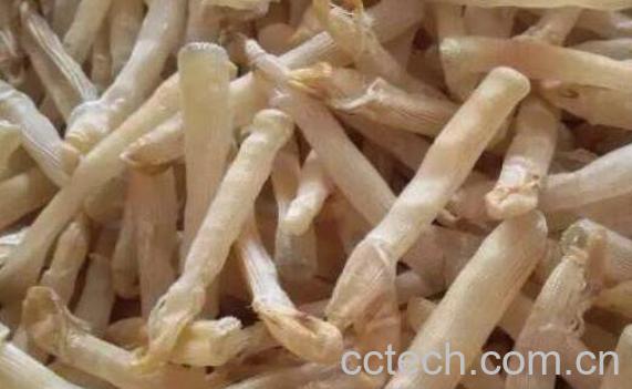 沙虫干的功效与作用-1