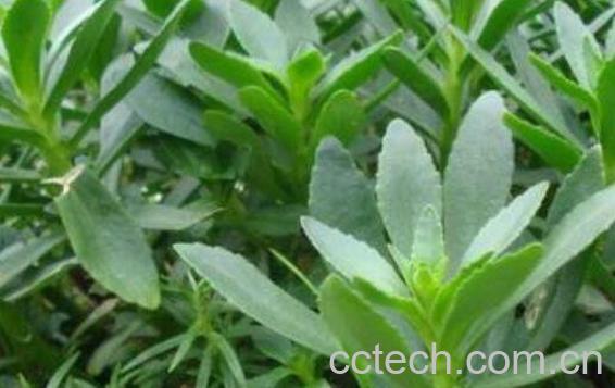 救心菜怎么吃 救心菜怎么做好吃-1