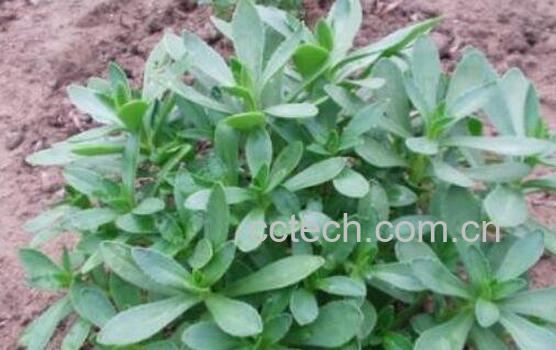 救心菜怎么吃 救心菜怎么做好吃-0