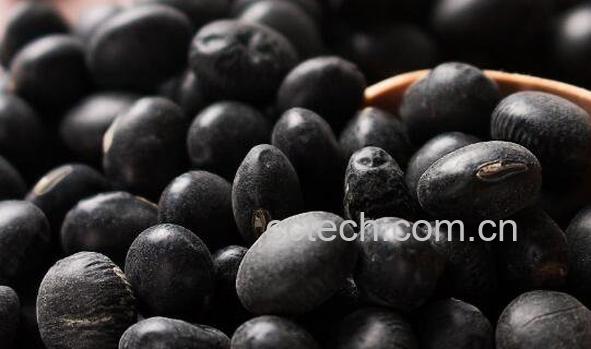 促排卵的食物有哪些 吃什么食物排卵多生双胞胎-0