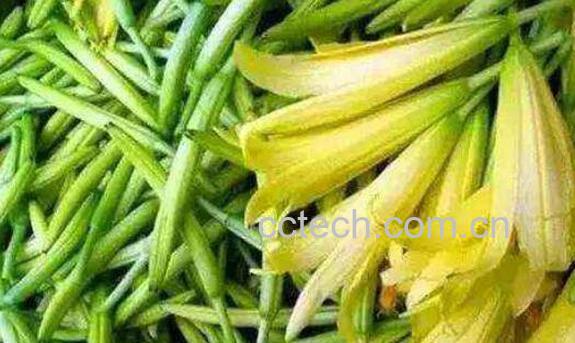 新鲜黄花菜有毒吗 新鲜黄花菜如何吃-0