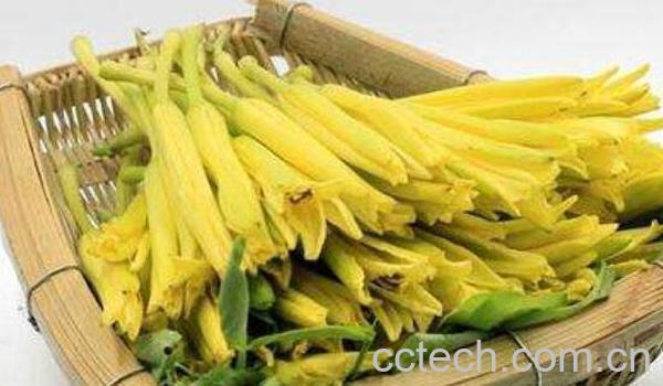 新鲜黄花菜有毒吗 新鲜黄花菜如何吃-1