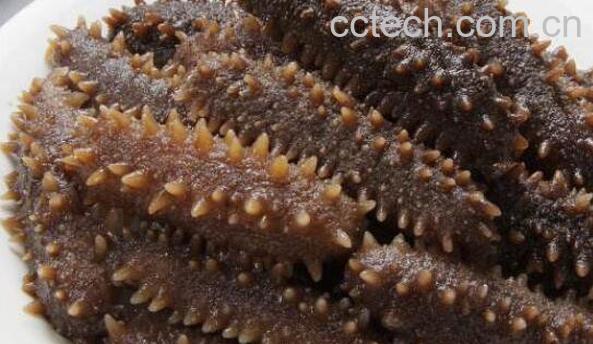 海参的功效与作用 吃海参的好处-1