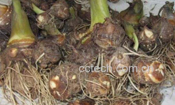 芋头为什么手痒 芋头手痒怎么处理-0