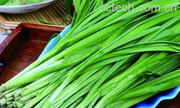 韭菜的功效与作用及禁忌-0
