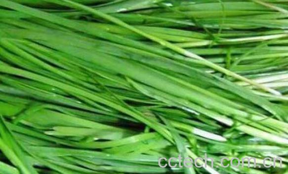 韭菜的功效与作用及禁忌-1