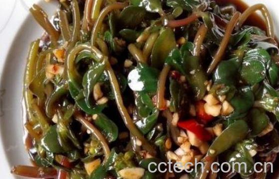 马齿苋怎么吃好 马齿苋的吃法-0