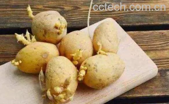 发芽的土豆能吃吗 吃了发芽的土豆怎么办-0