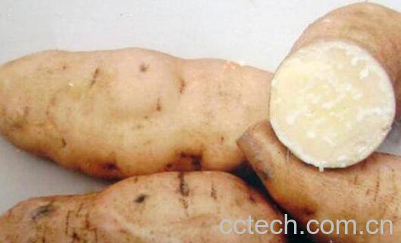 白地瓜的功效与作用 白地瓜的食用方法-0