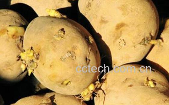 发芽的土豆能吃吗 吃了发芽的土豆怎么办-1