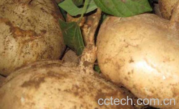 白地瓜的功效与作用 白地瓜的食用方法-1