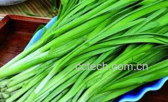 什么人不能吃韭菜 韭菜不能和什么一起吃-1