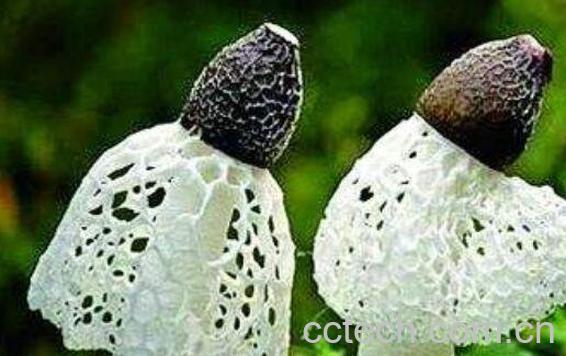 竹荪的功效与营养价值-0