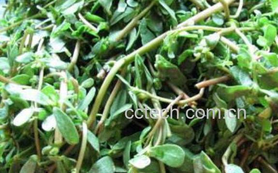  马齿苋的功效与作用 马齿苋哪种人不能吃-1