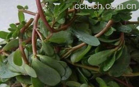  马齿苋的功效与作用 马齿苋哪种人不能吃-0