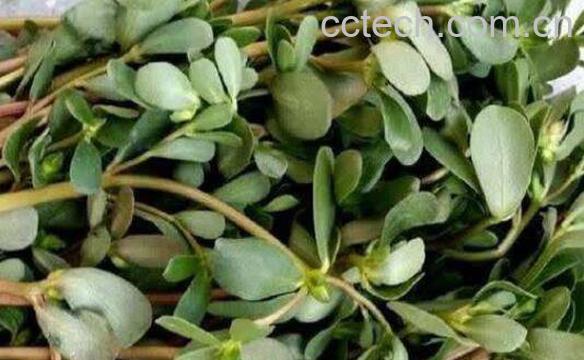 马齿菜煮水喝的功效 马齿菜煮水洗脸的功效-1