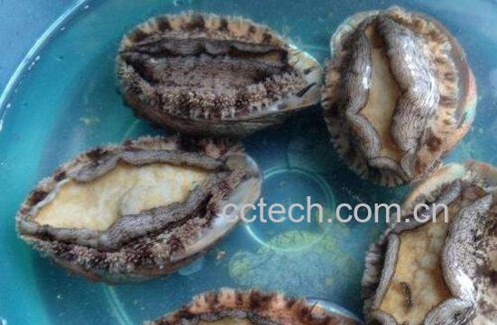 鲍鱼怎么清洗 清洗鲍鱼的方法技巧-0