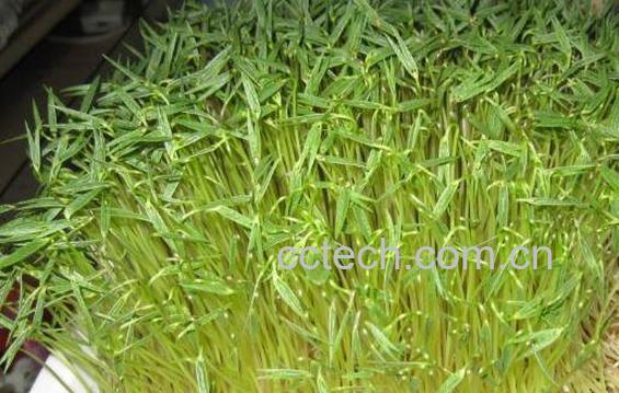 豌豆芽怎么发 发豌豆芽的方法技巧-0