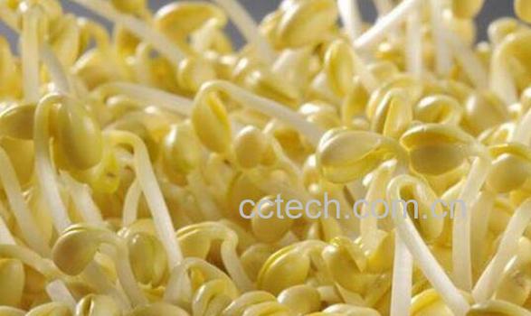 如何生产豆芽 豆芽的生产方法-0