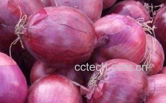 洋葱的功效与作用 吃洋葱的好处-0