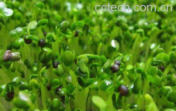 豌豆芽的功效与作用及禁忌-0