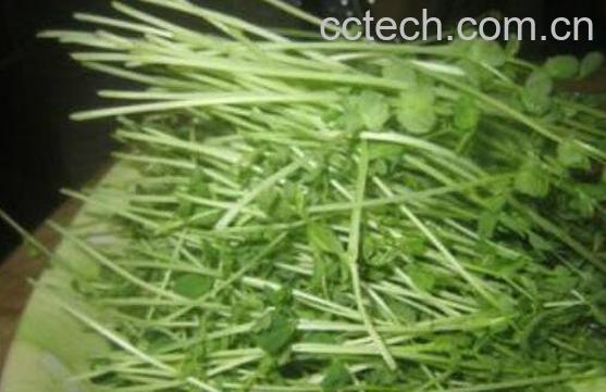 豌豆芽的功效与作用及禁忌-1