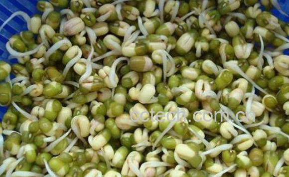 绿豆芽怎么发 发绿豆芽的方法技巧-0