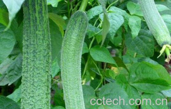 怎么种植丝瓜 丝瓜的种植方法和时间-0