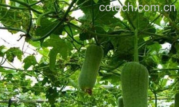 怎么种植丝瓜 丝瓜的种植方法和时间-1