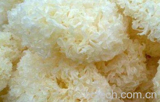 银耳为什么不能天天吃 吃银耳的禁忌-0