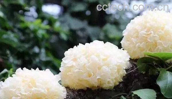 白木耳的功效与作用 吃白木耳的好处-0