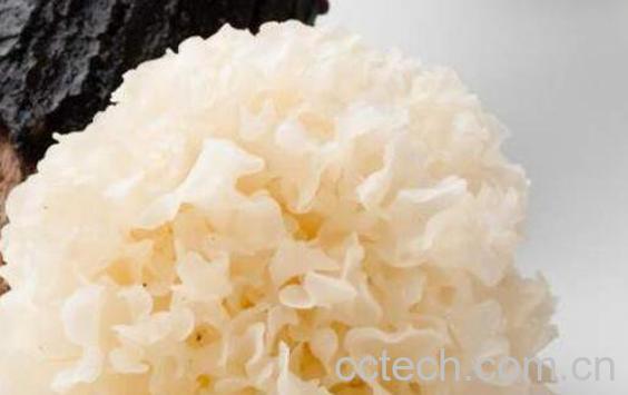 白木耳的功效与作用 吃白木耳的好处-1