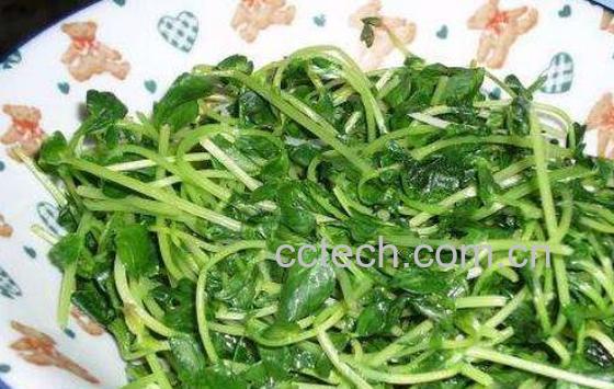 豌豆芽怎么做好吃 豌豆芽做法大全-1