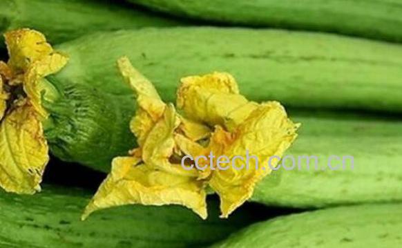 丝瓜不能和什么一起吃 吃丝瓜的禁忌-0