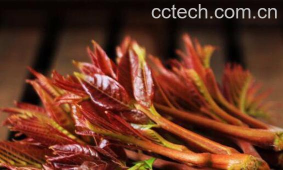 香椿芽有哪些营养价值 香椿芽的功效与作用-0