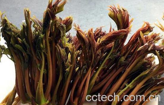 香椿芽有哪些营养价值 香椿芽的功效与作用-1