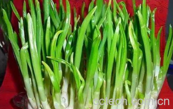 蒜苗的功效与作用 吃蒜苗有什么好处-0