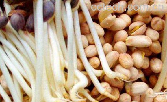 花生芽的营养价值与功效-1