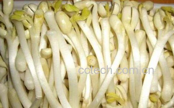 花生芽的营养价值与功效-0