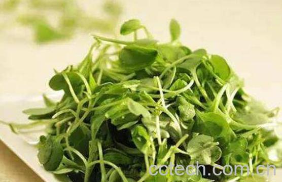 麻豌豆苗的功效与作用-1