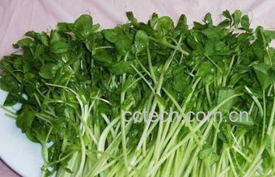 麻豌豆苗的功效与作用-0