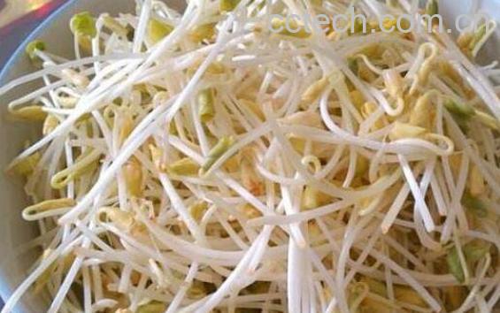 荞麦芽的营养价值与功效-0