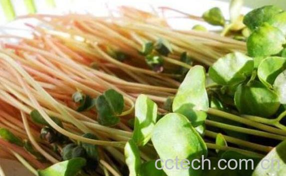 荞麦芽的营养价值与功效-1