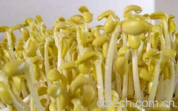 黄豆芽怎么发 发黄豆芽的方法技巧-1