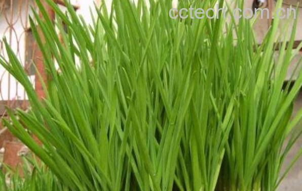 蒜苗怎么种 蒜苗的种植方法和时间-1