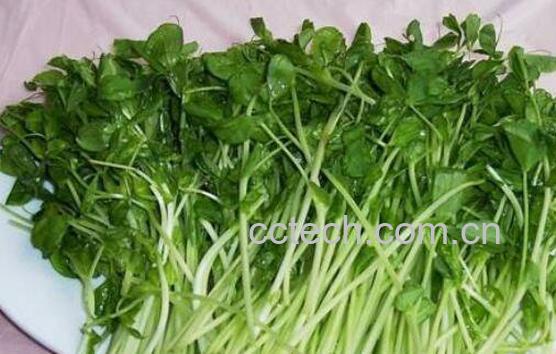 豌豆芽的营养价值 吃豌豆芽的好处-0