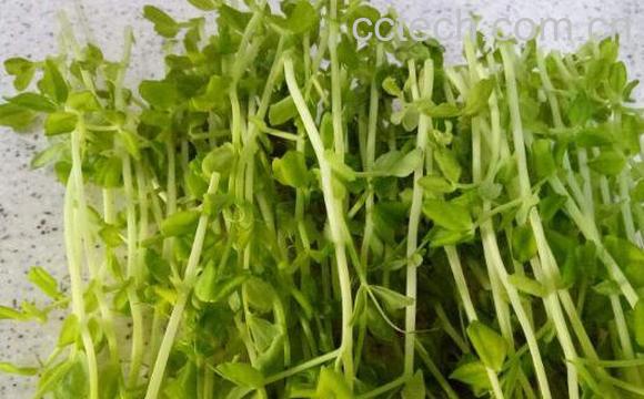 豌豆芽的营养价值 吃豌豆芽的好处-1